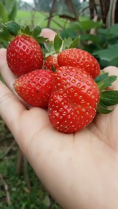 STRAWBERRY JEPANG SAGAHONOKA