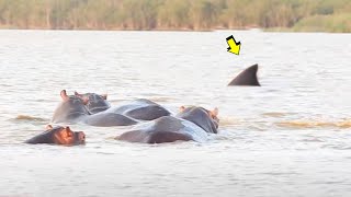 Tiburón ataca hipopótamo | tiburon vs hipopotamo