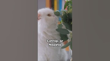 Catnip Facts Revealed: Benefits, Myths, and More! #catnip #cats #catshorts