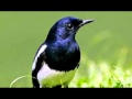 Suara Burung Kacer Copsychus Saularis Mp3 - Mp4 Download