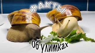 ИНТЕРЕСНЫЕ ФАКТЫ ОБ УЛИТКАХ.