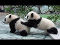 赤ちゃん パンダ 桜浜 桃浜 panda babies アドベンチャーワールド
