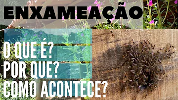 Qual o tempo de vida de uma abelha jataí?