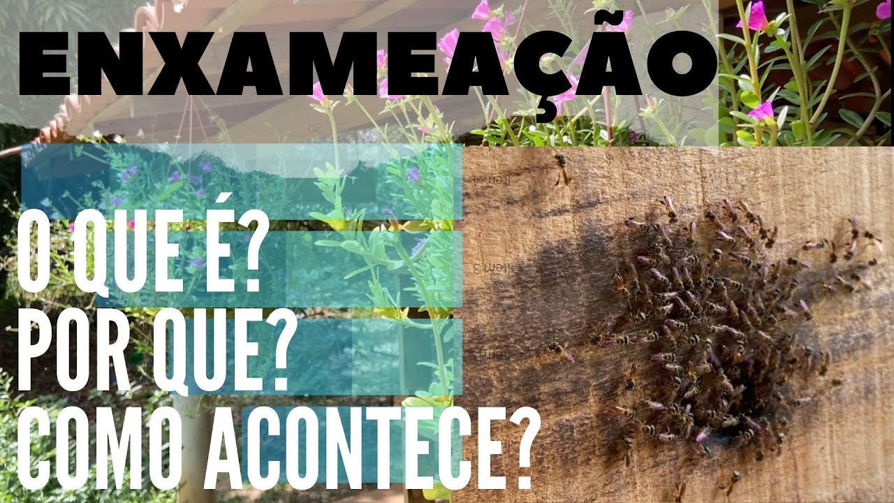 Enxameação! O que é? Como acontece? Abelha jataí