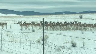#pronghorn #antelopes #winter #montana