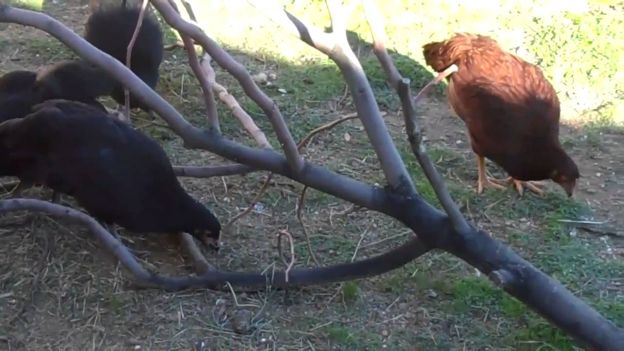 The Happy Hens at  Holland Ranch Organics