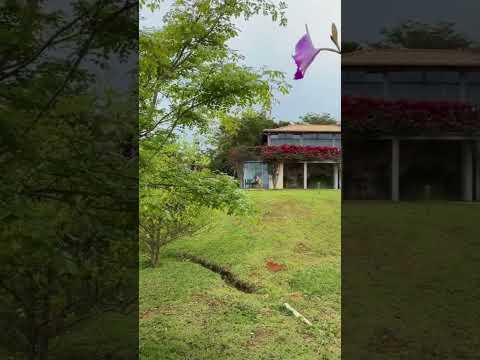 A música mais bizarra que você vai ouvir hoje 🎶😂
