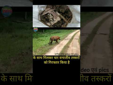 Smugglers arrested in Khatima:खटीमा में वन्य जीव तस्कर गिरफ्तार #wildlife #nature #animals #tiger
