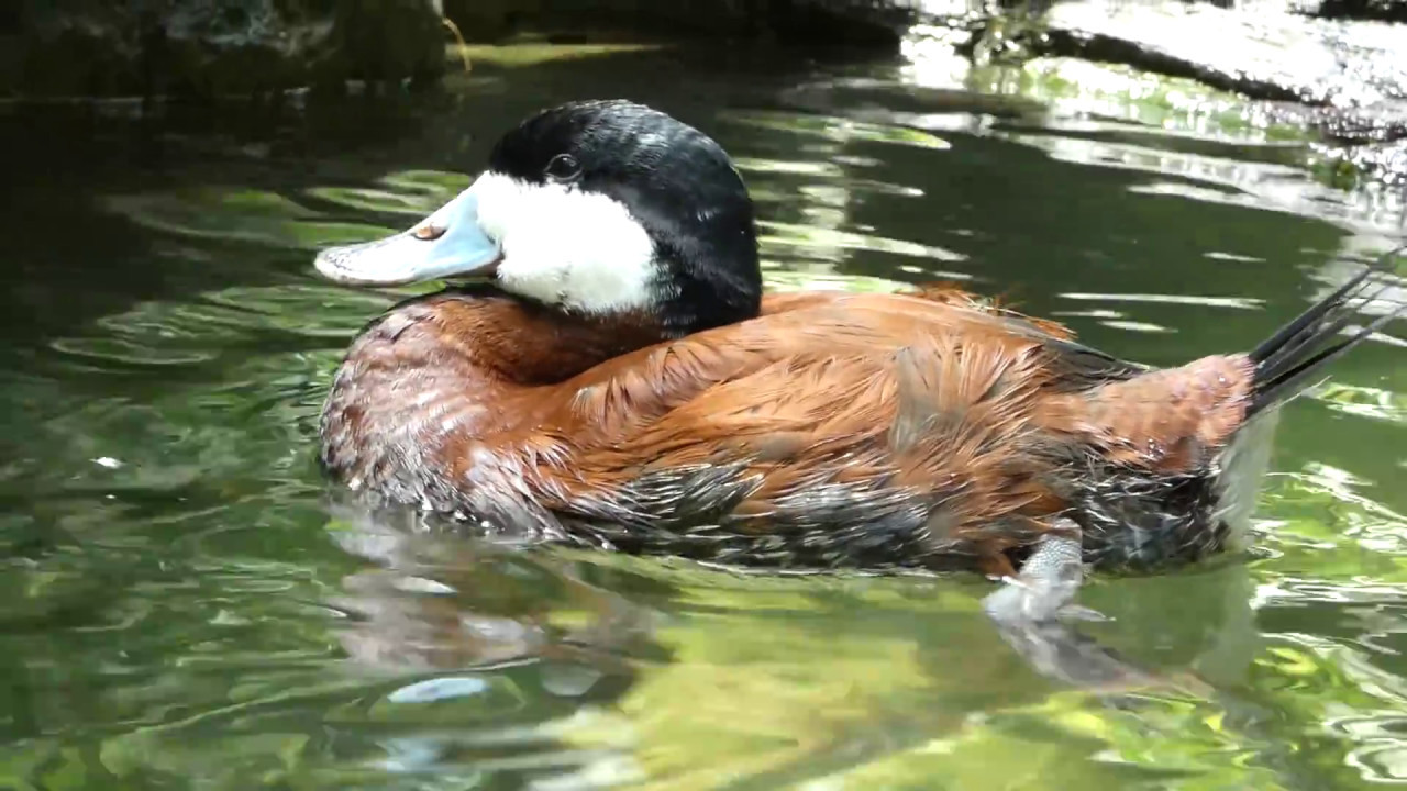 Ruddy Duck at The Florida Aquarium in Tampa 