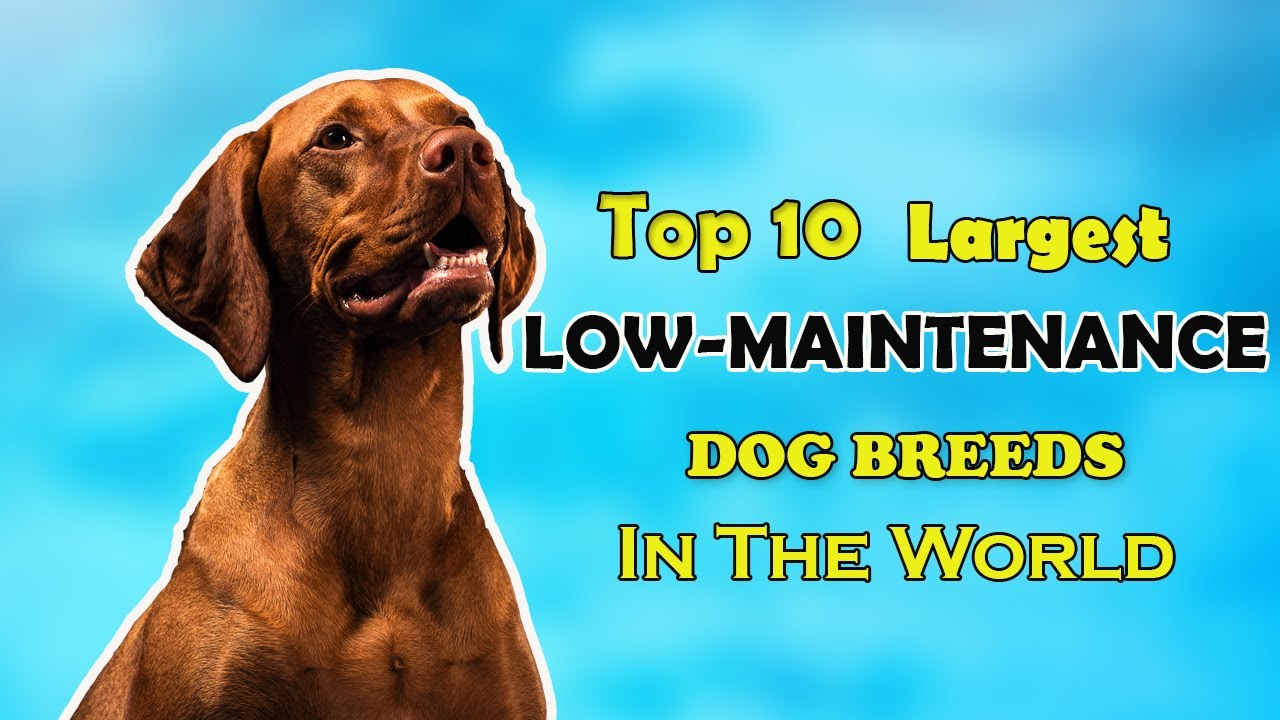 Best Low Maintenance Dog Breeds