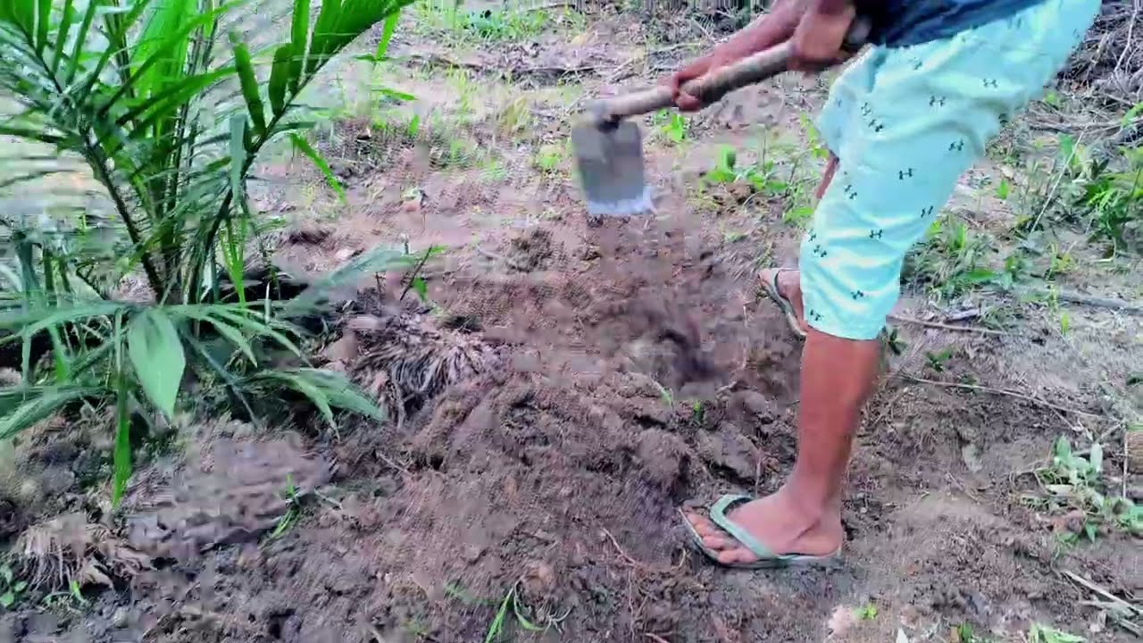 Buat piringan sawit usia 3 bulan varietas topas 3 seri 4