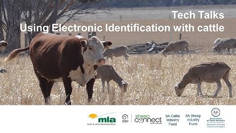 Using Electronic Identification (eID) with cattle