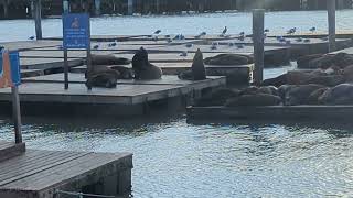 Sea Lions at Pier 39, San Francisco, CA