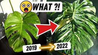 How I grew my Monstera Thai Constellation this BIG! 😮 Monstera Plant Care 💚 The Journey in LECA