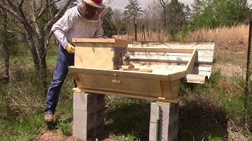 Putting Bee Swarm in a Top Bar Hive