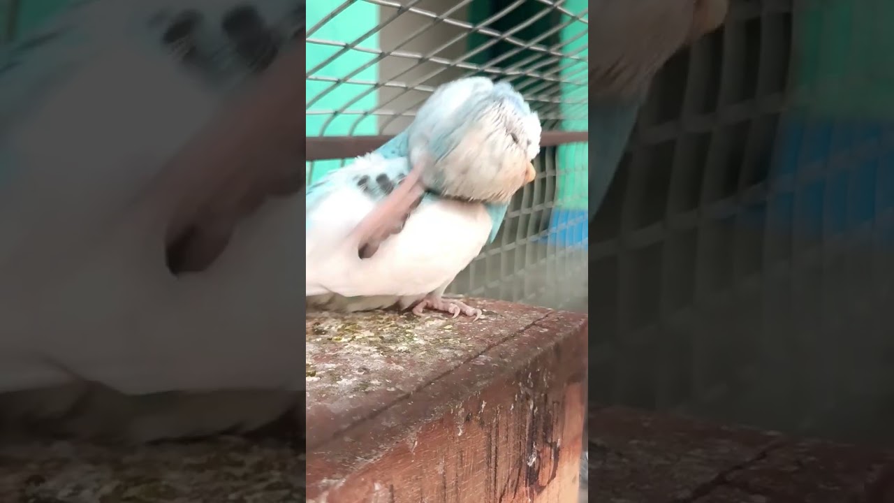 very good big budgies parrot 🐦🐦🐦