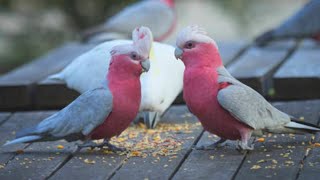 Galah Cockatoo Dancing - Galah Cockatoo Sounds - Galah Talking & Sounds by Pet Birds 1,075 views 1 year ago 3 minutes, 34 seconds