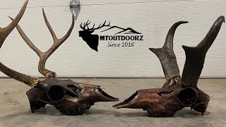 (HOW TO) Metal finish on a deer skull