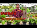 How to Propagate GERBERA Plants.