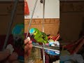 Rex comiendo coco ñame ñame je je #loros #ninfas #jilgueros #canarios #perdizes #cacatua #love #masc