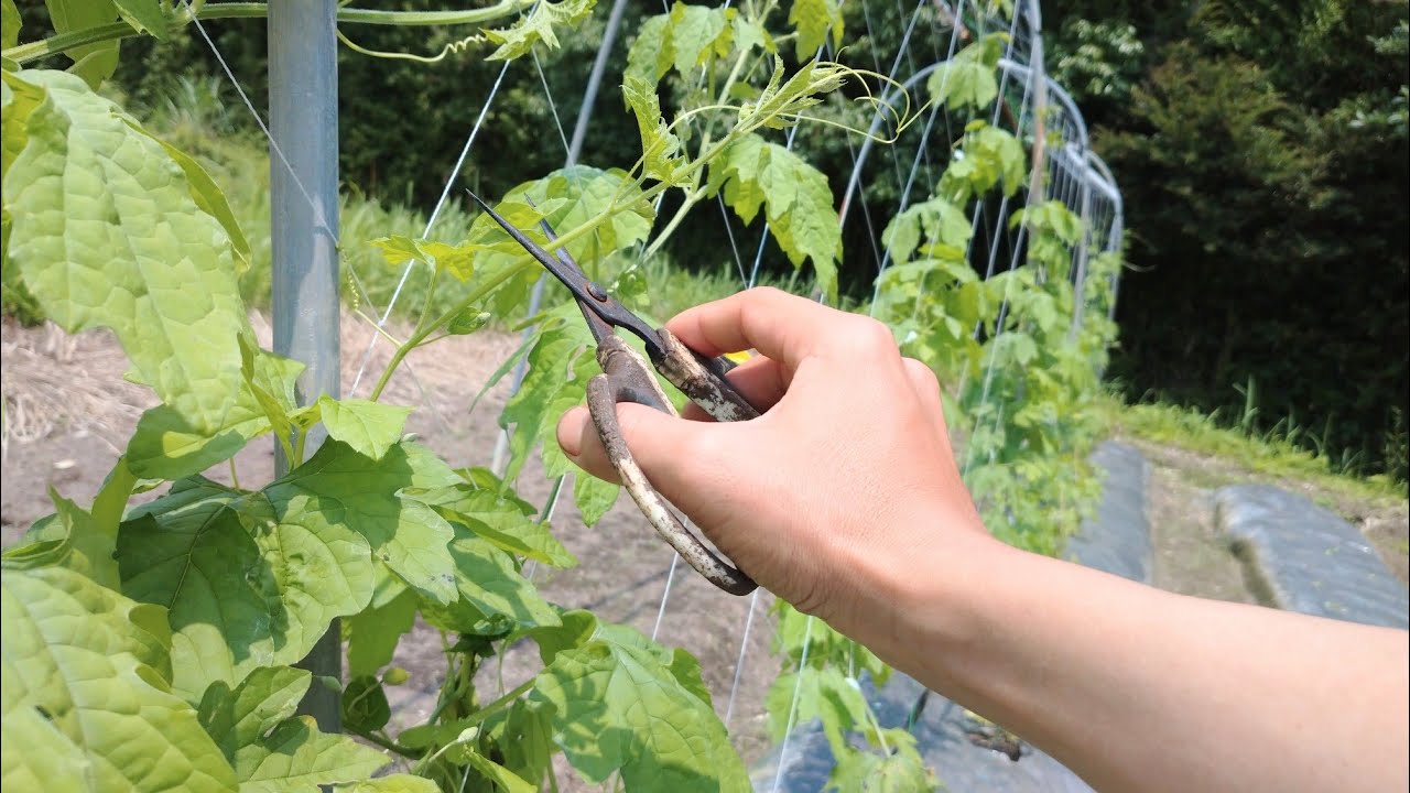 ゴーヤ栽培   最初が肝心/整枝したあとは放任します   2021/6/27