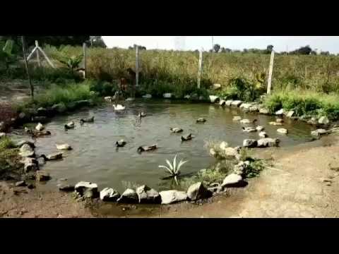 Duck Farming @ Azra Eco Poultry Farm - YouTube
