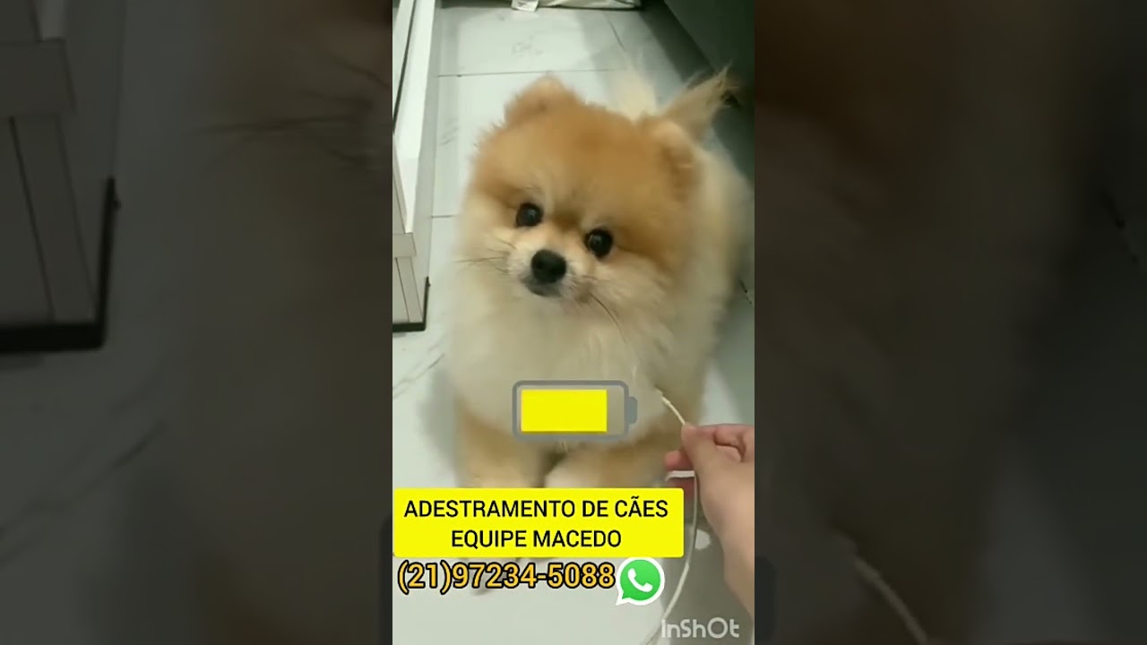 Adestramento de cães Nova Iguaçu RJ