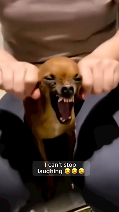 funny animals video #shortvideo #shorts