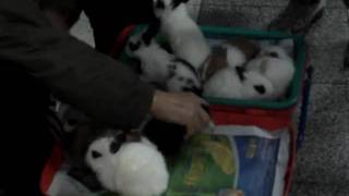 Bunnies.MPG