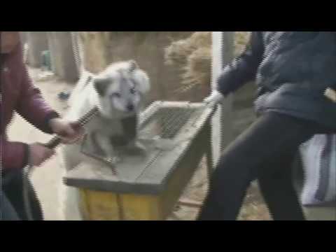 Video: Aktivister Räddar Kinesiska Hundar Från Grytan