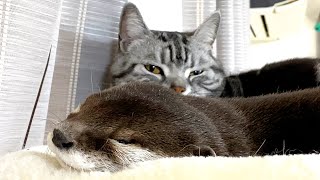 An otter finally learns to be kind enough to give up his seat to a cat [Otter life Day 431]