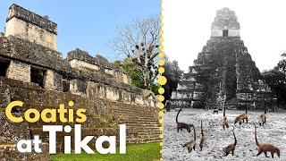 Jungle Temples & Maya Marvels: Exploring Tikal on Our Guatemala Overland Adventure by 2 Cats & a Camper 92 views 1 month ago 21 minutes