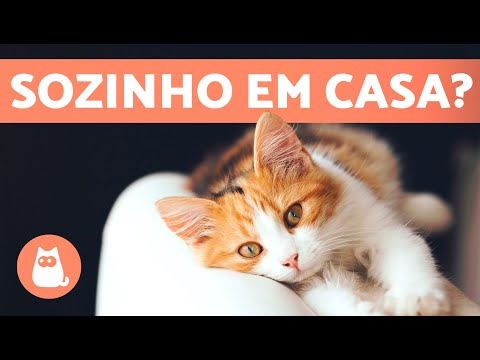 Vídeo: Como lidar com cuidados de saúde em casa para gatos sem fazer com que eles o odeiem (a visão de um veterinário)