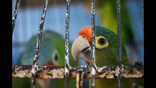 Parrot Cages & Aviaries | Parrot Care