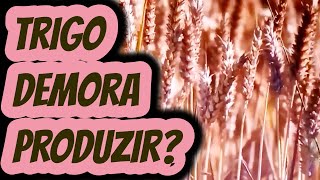 Quanto Tempo Demora Para Colher Trigo? Quantos Dias Ou Meses Leva Para Crescer E Produzir?