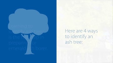 How to identify ash trees