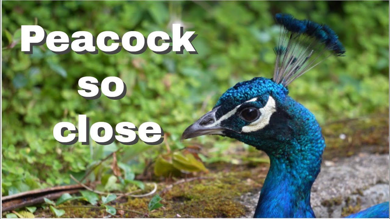Peacock was so close: A beautiful peacock on my nature walk yesterday, beautiful bird.