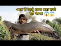 मरल मछलियों का घातक हमला। 😱😱 Deadly attack of snakehead fishes.|| Biggest Snakehead Fishes