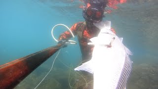 Spearfishing Turkey -Zıpkınla Minekop avı - Silifke