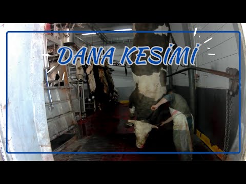 DANA NASIL KESİLİR? - DANA KESİMİ