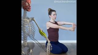 WRIST FLEXOR STRETCH