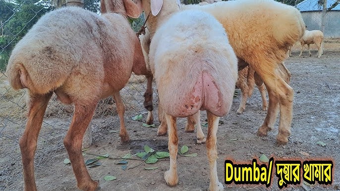 Kresloda anal jinsiy aloqa