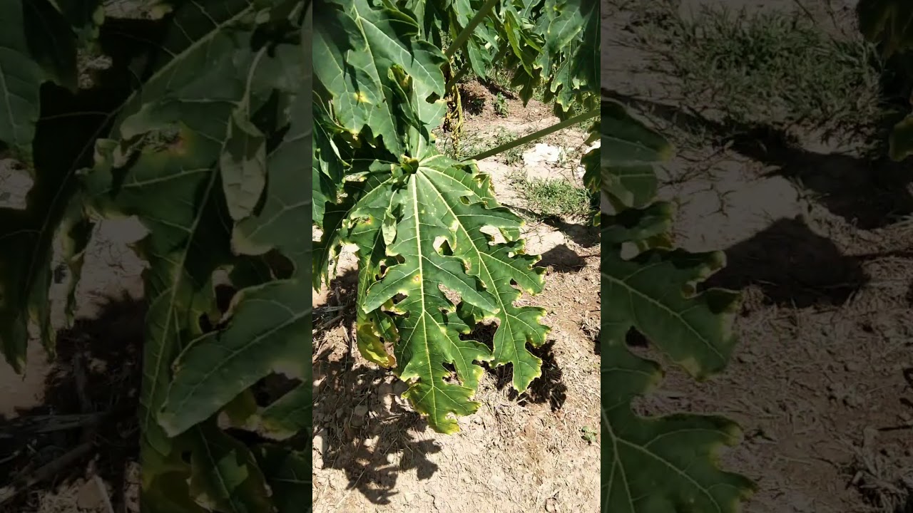 PANen Cabe Super Subur 