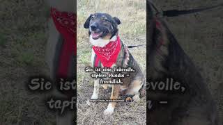 🐾 Traumhafte Hündin sucht ihr Zuhause – eine tapfere Mama mit großem Herzen 💛