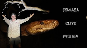 THE SEARCH: FOR THE PILBARA OLIVE (finding one of Australia