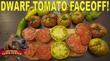 The BEST TASTING Dwarf Tomatoes? Three Fantastic Tomato Varieties