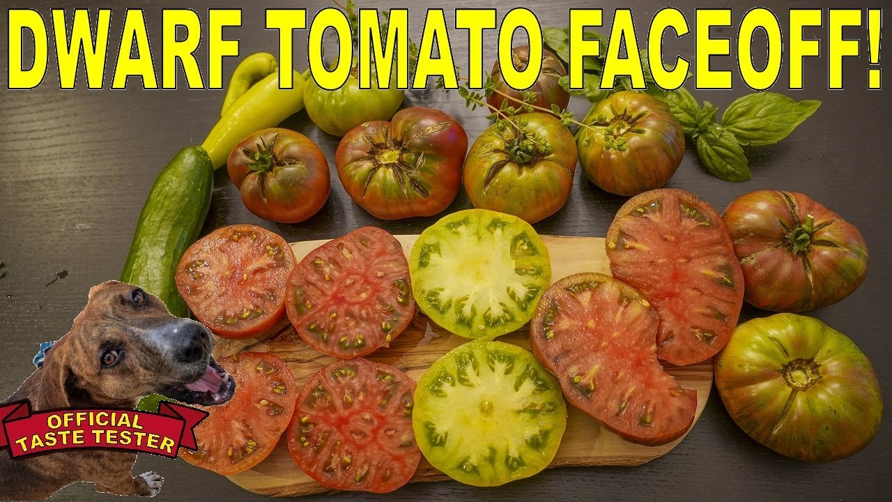 The BEST TASTING Dwarf Tomatoes? Three Fantastic Tomato Varieties