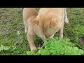 お母さんと畑の大根をかじる子犬