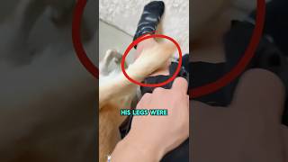 This Dog Had the Most Dangerous Tail Ever#funnyshorts #pets #cute #love