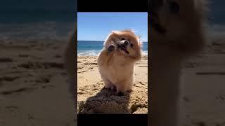 POSITIVE TO EVERYONE 🥰😍#shorts #viral #funnyanimals #share #dog #pets #animal